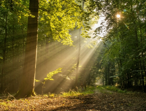 A Righteous Branch: Living in the Hope of God’s Promise – Weekly Reflection (23/11/2025)