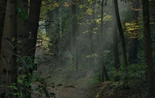 Sunlight streaming through trees onto a forest footpath