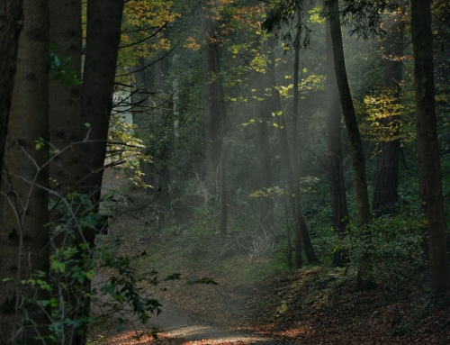Reflection: Sixth Sunday of Easter (10 May 2026)