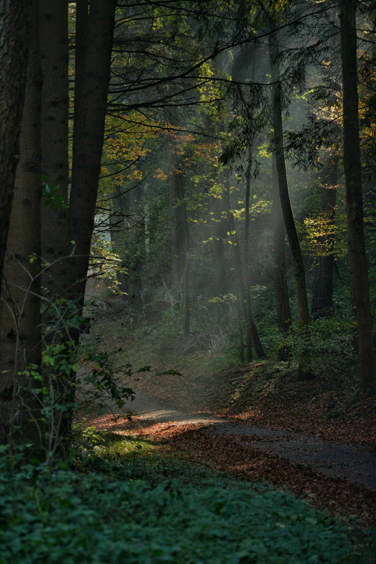 Sunlight streaming through trees onto a forest footpath