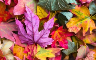 Fallen leaves in shades of red, gold and green.