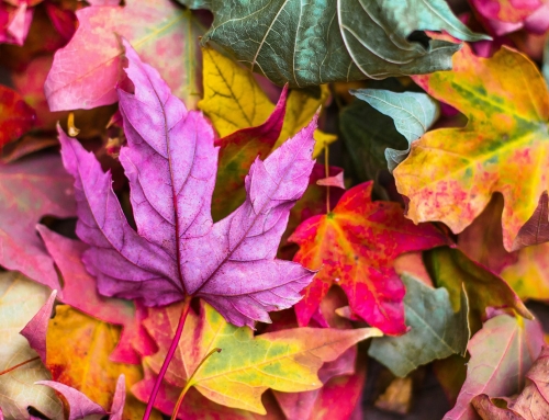 Autumn nature notes: pause, look and listen