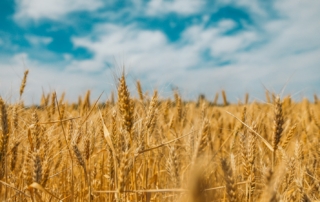 Golden ears of wheat beneath a blue sky.