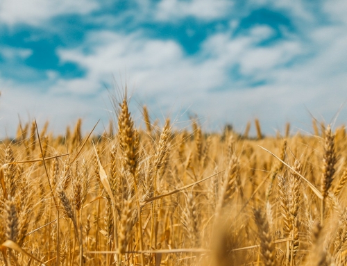 Harvest: gratitude, generosity and caring for creation